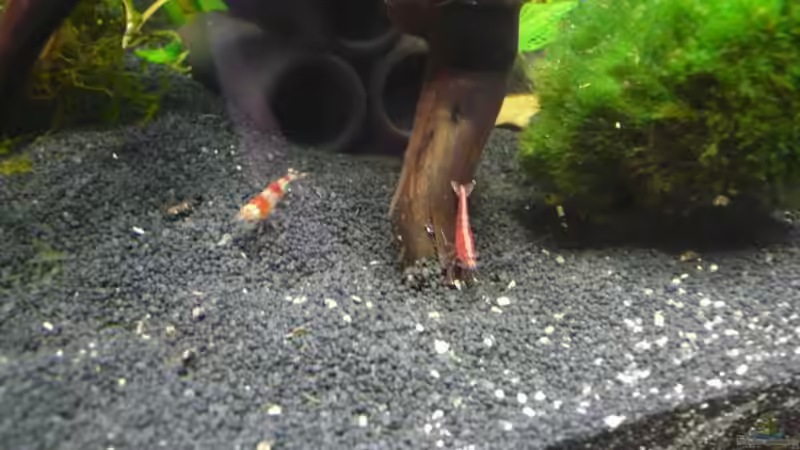 Besatz im Aquarium Dennerle 30 (Nur noch als Beispiel) von Buschi (9)