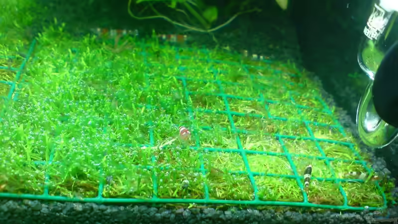 Besatz im Aquarium Dennerle Nano Cube 20 Liter von yuezueak (4)