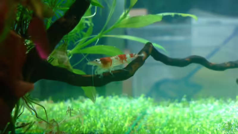 Besatz im Aquarium Dennerle Nano Cube 20 Liter von yuezueak (5)