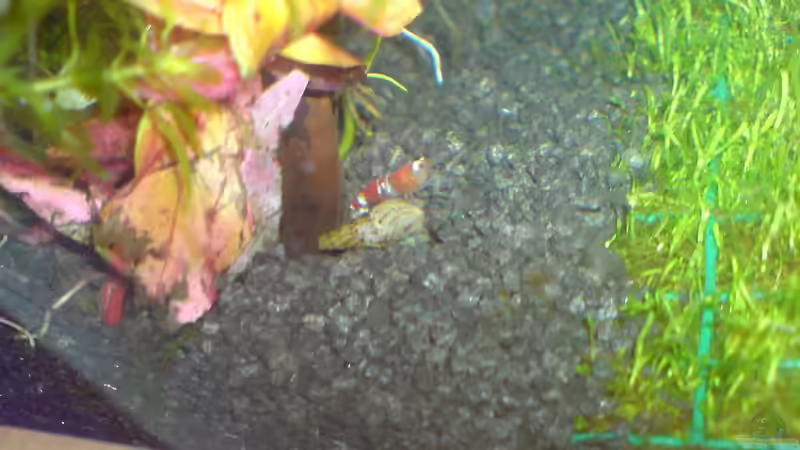 Besatz im Aquarium Dennerle Nano Cube 20 Liter von yuezueak (8)