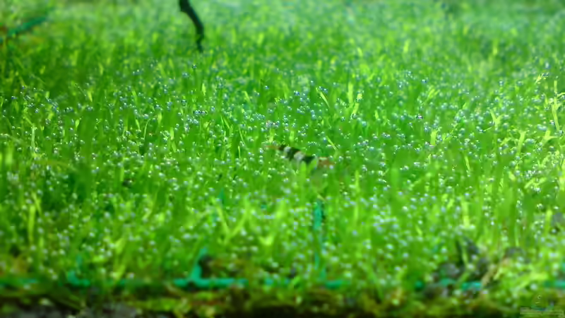 Besatz im Aquarium Dennerle Nano Cube 20 Liter von yuezueak (9)