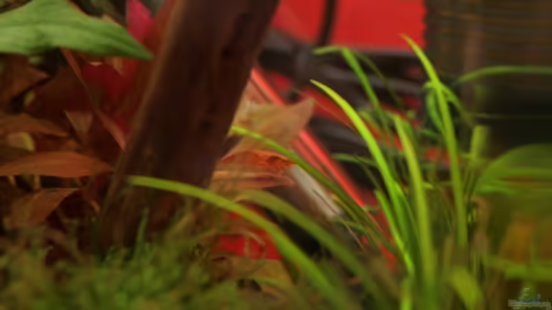 Besatz im Aquarium Dennerle Nano Cube 20 von Lea-Marie (7)