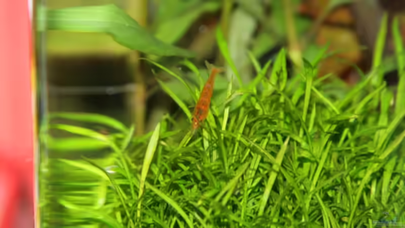 Besatz im Aquarium Dennerle Nano Cube 20 von Lea-Marie (9)