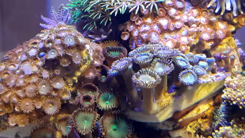 Besatz im Aquarium dennerle nano cube von Toni (4)