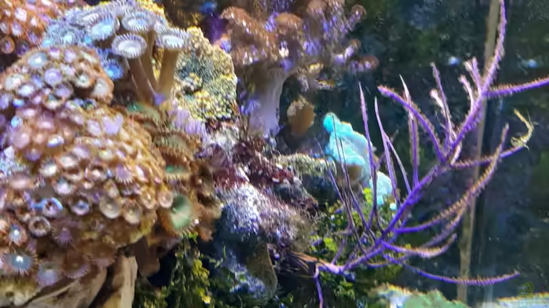 Besatz im Aquarium dennerle nano cube von Toni (5)