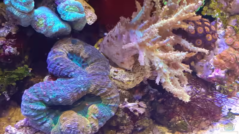 Besatz im Aquarium dennerle nano cube von Toni (6)