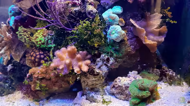 Besatz im Aquarium dennerle nano cube von Toni (7)