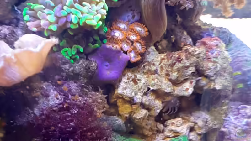 Besatz im Aquarium dennerle nano cube von Toni (9)