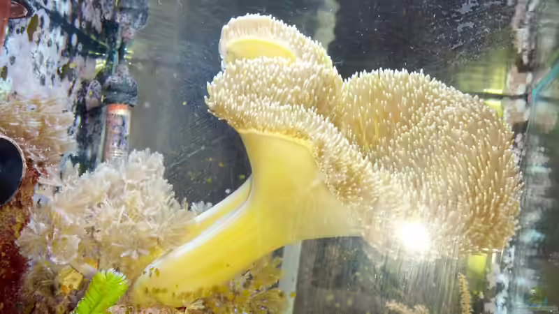 Besatz im Aquarium Dennerle Nano Marinus 30l von KingTritonBS (4)