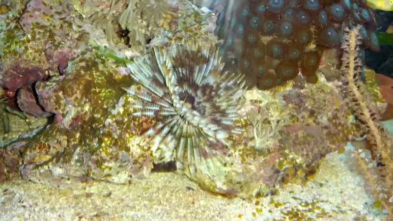 Besatz im Aquarium Dennerle Nano Marinus 30l von KingTritonBS (6)