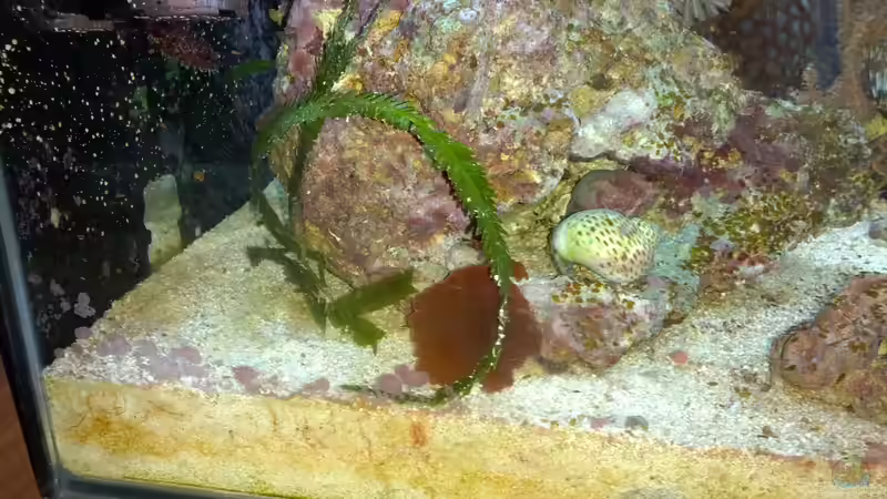 Besatz im Aquarium Dennerle Nano Marinus 30l von KingTritonBS (7)