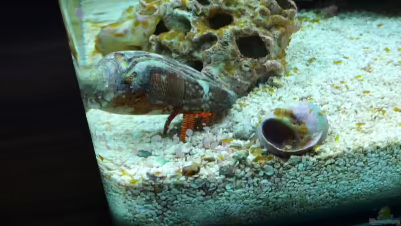 Besatz im Aquarium Dennerle Nano Marinus 30l von KingTritonBS (8)