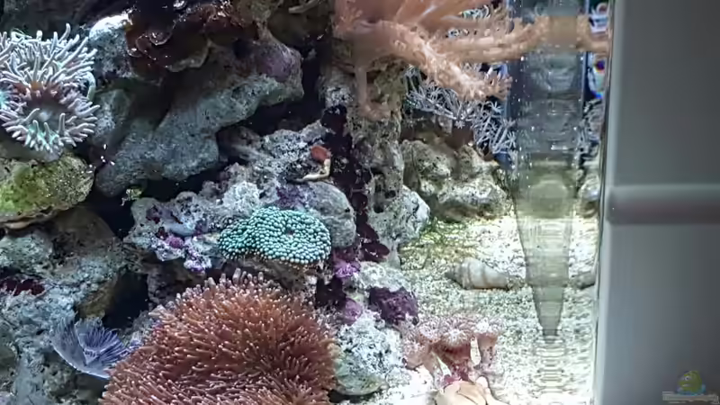 Besatz im Aquarium Dennerle Nano Marinus 60l von joau (10)