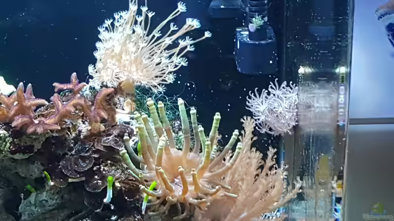 Besatz im Aquarium Dennerle Nano Marinus 60l von joau (11)