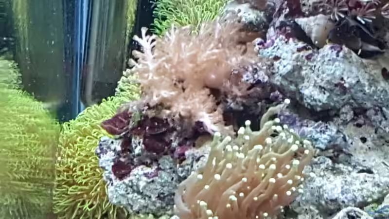 Besatz im Aquarium Dennerle Nano Marinus 60l von joau (12)