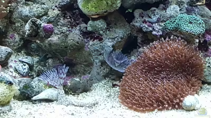 Besatz im Aquarium Dennerle Nano Marinus 60l von joau (4)