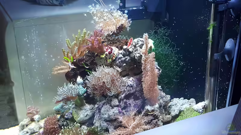 Besatz im Aquarium Dennerle Nano Marinus 60l von joau (7)