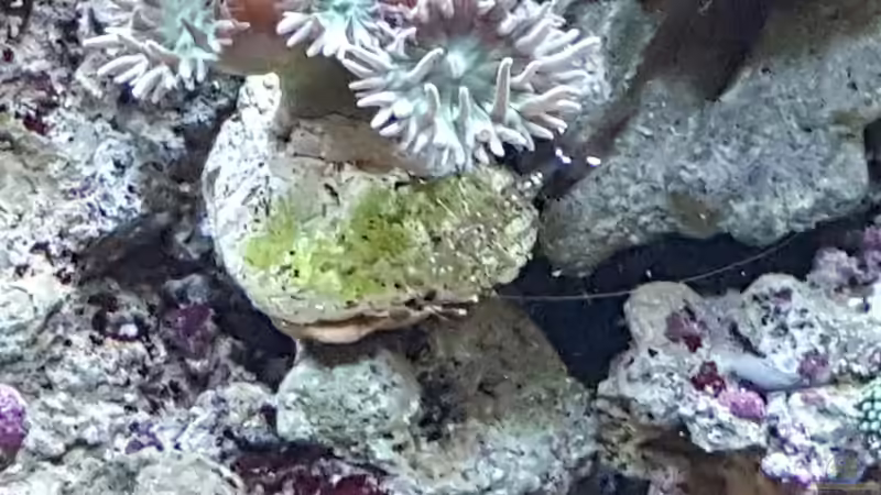 Besatz im Aquarium Dennerle Nano Marinus 60l von joau (9)