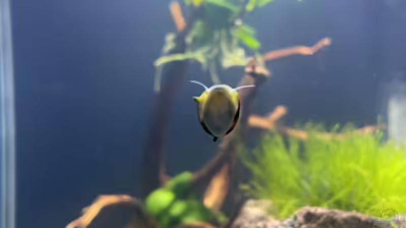 Besatz im Aquarium DENNERLE Nano von M Bausteine (10)