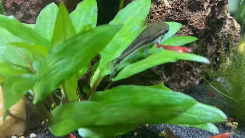 Besatz im Aquarium DENNERLE Nano von M Bausteine (12)