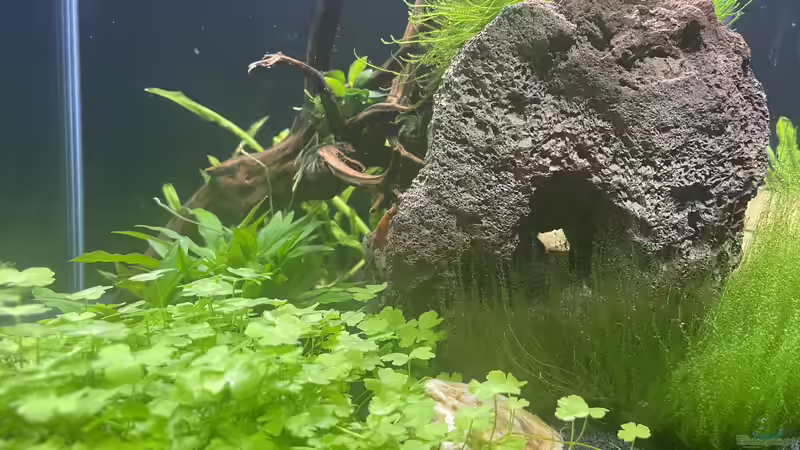 Besatz im Aquarium DENNERLE Nano von M Bausteine (14)