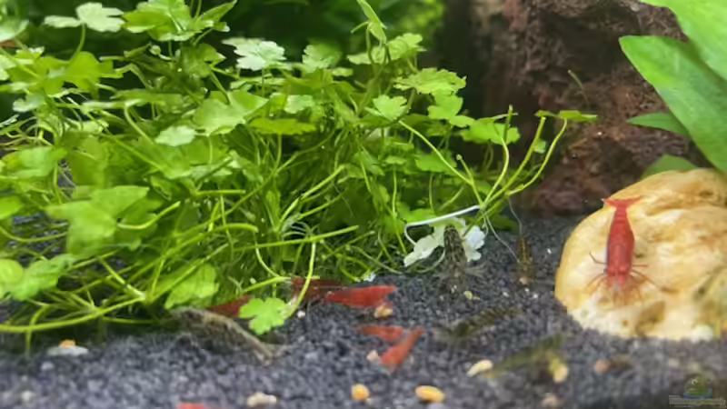 Besatz im Aquarium DENNERLE Nano von M Bausteine (15)