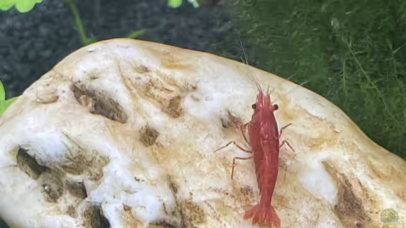 Besatz im Aquarium DENNERLE Nano von M Bausteine (9)