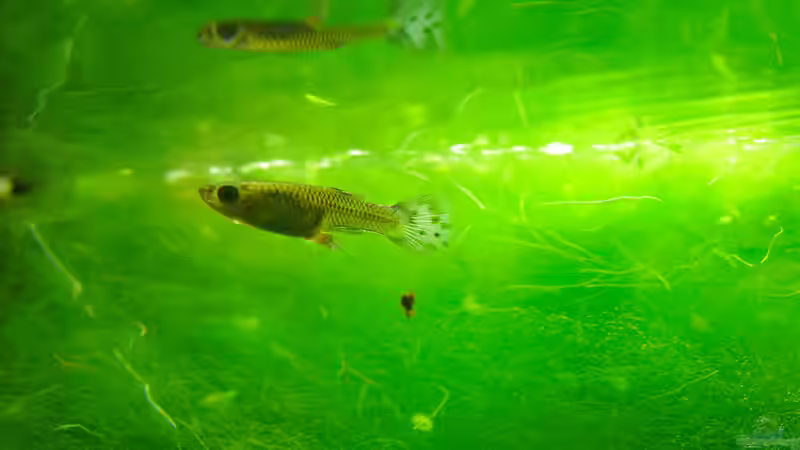 Besatz im Aquarium der 12347598. Starklicht-Versuch von Mario74 (20)