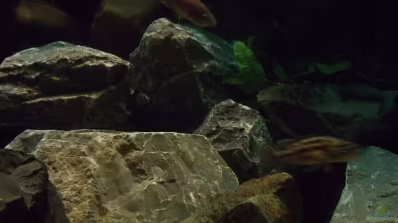 Besatz im Aquarium Der &quot;Zweite&quot; Versuch (Nur noch Beispiel.) von Pierre (13)