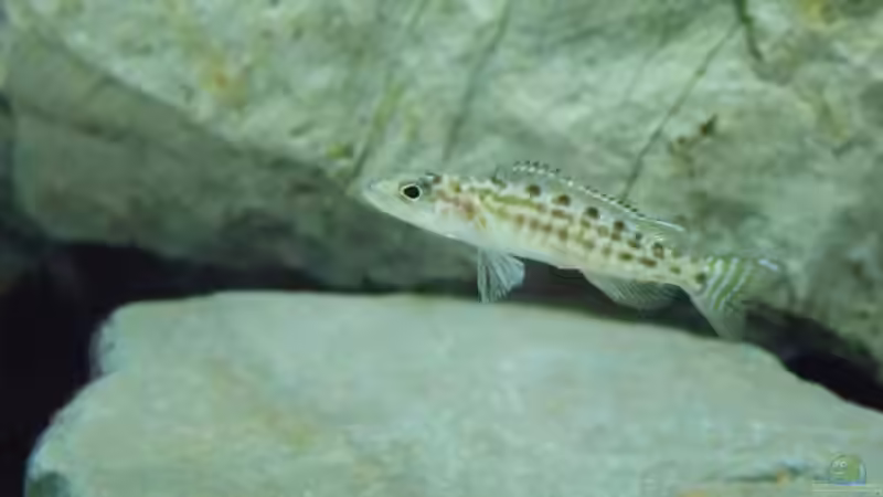 Besatz im Aquarium Der &quot;Zweite&quot; Versuch (Nur noch Beispiel.) von Pierre (17)