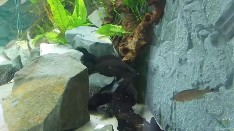 Besatz im Aquarium Der &quot;Zweite&quot; Versuch (Nur noch Beispiel.) von Pierre (25)