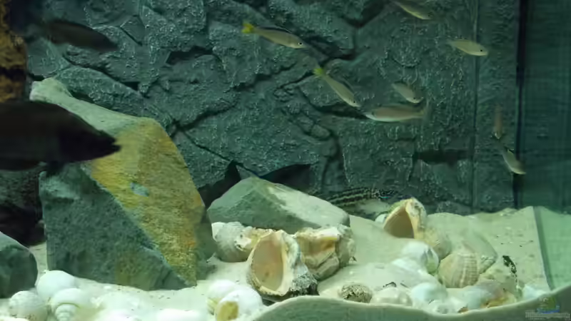 Besatz im Aquarium Der &quot;Zweite&quot; Versuch (Nur noch Beispiel.) von Pierre (26)