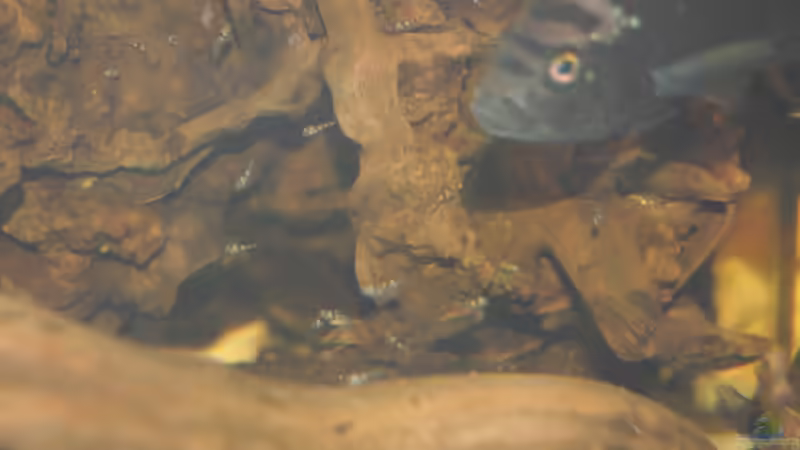 Besatz im Aquarium Der blaue Bock von ml69 (19)