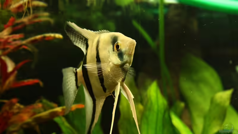 Besatz im Aquarium Der erste Versuch von Mario_83 (21)