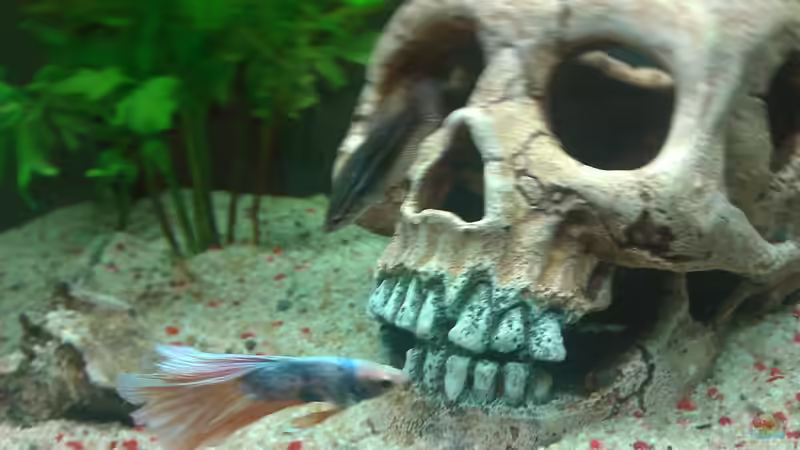 Besatz im Aquarium Der König von Malphite (4)