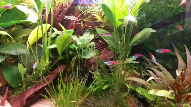 Besatz im Aquarium Der Kübel von foxi (12)