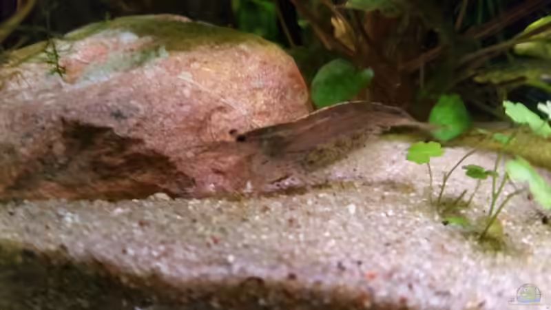 Besatz im Aquarium Der Kübel von foxi (13)