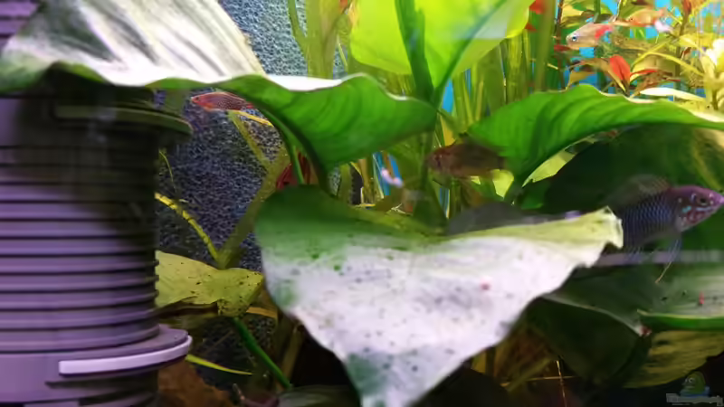 Besatz im Aquarium Der Kübel von foxi (9)