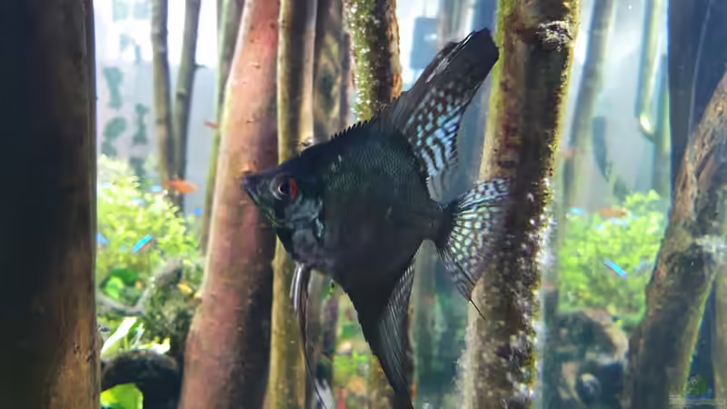 Besatz im Aquarium Der Wald von Leon (10)