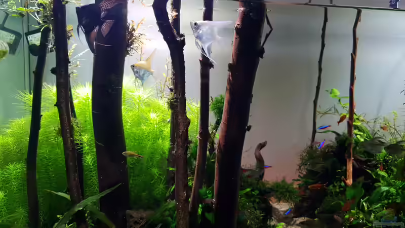 Besatz im Aquarium Der Wald von Leon (11)