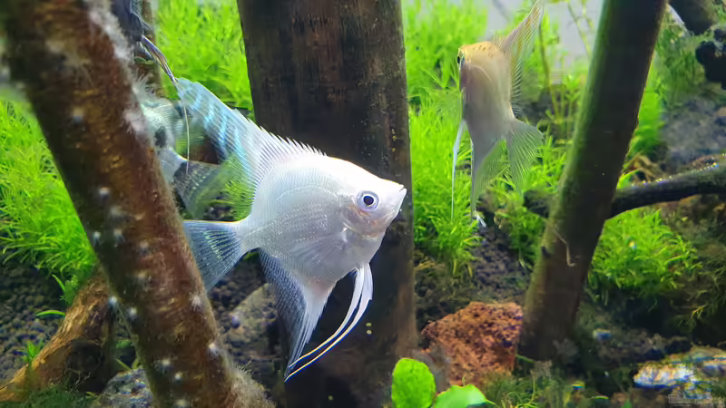 Besatz im Aquarium Der Wald von Leon (12)