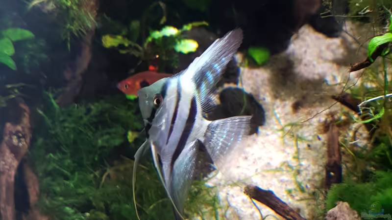 Besatz im Aquarium Der Wald von Leon (13)