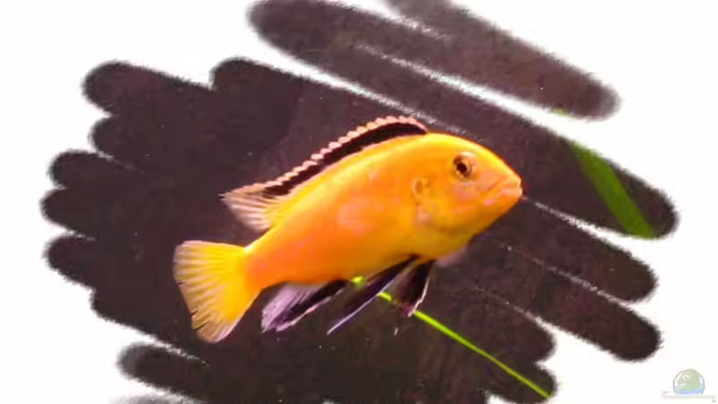 Besatz im Aquarium Der Zerg Tempel by Malawifreak von Malawifreak (19)