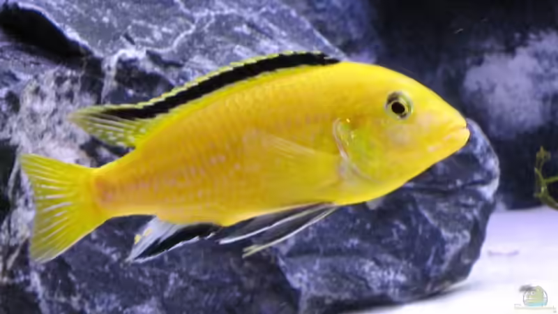 Besatz im Aquarium Der Zerg Tempel by Malawifreak von Malawifreak (20)