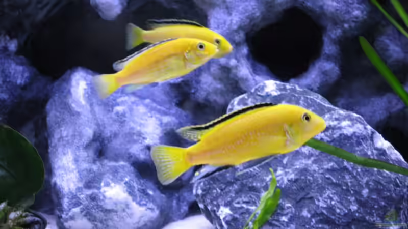 Besatz im Aquarium Der Zerg Tempel by Malawifreak von Malawifreak (21)