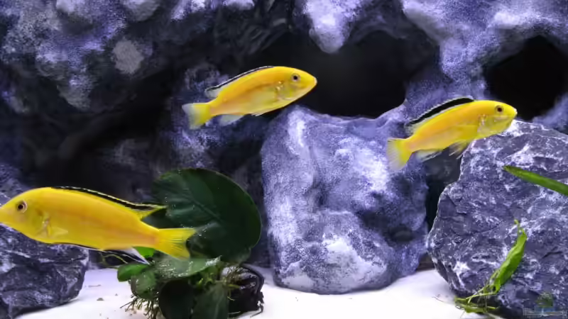 Besatz im Aquarium Der Zerg Tempel by Malawifreak von Malawifreak (22)