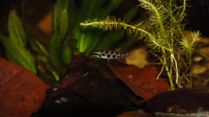 Besatz im Aquarium Dicrossus von Cichlid Power (29)