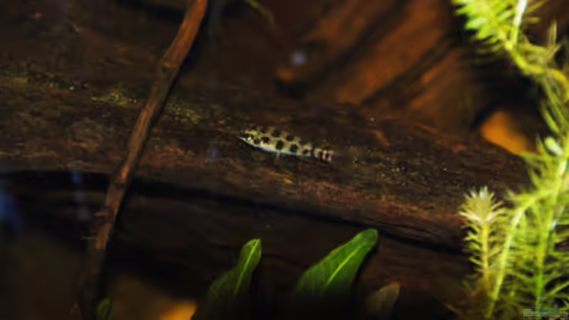 Besatz im Aquarium Dicrossus von Cichlid Power (30)