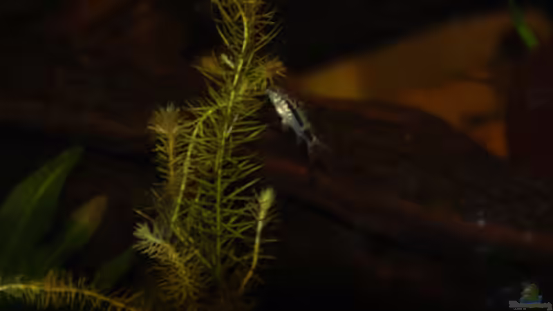 Besatz im Aquarium Dicrossus von Cichlid Power (31)