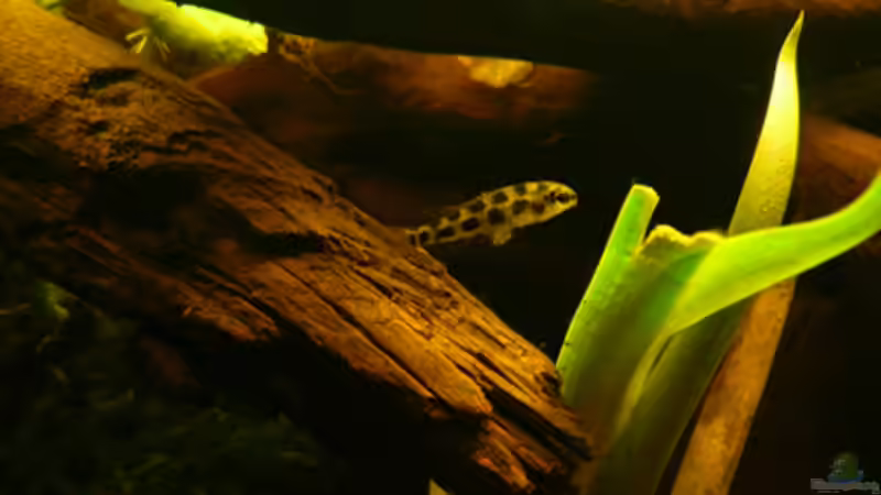 Besatz im Aquarium Dicrossus von Cichlid Power (32)